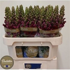 Antirhinum mary red 80cm