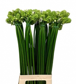 Ornithogalum saundersiae 80cm