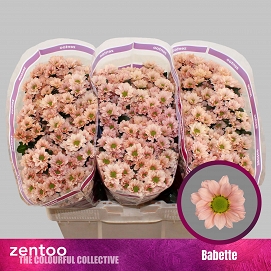 Chryzantema santini babette