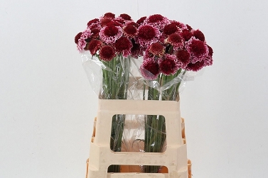 Scabiosa at marshmallow 60cm