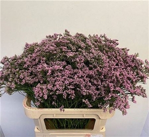 Limonium florida pink 80cm