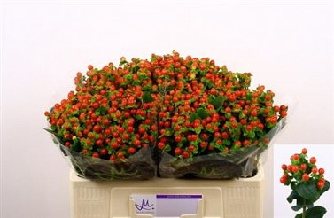 Hypericum tomato flair 50cm