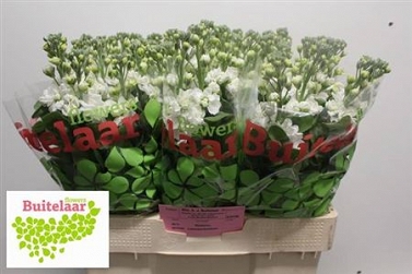 Matthiola cen white 60cm
