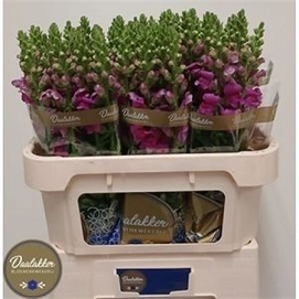Antirhinum toulon purple 80cm