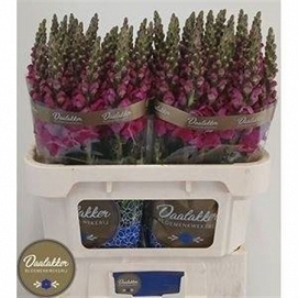 Antirhinum toulon purple 80cm