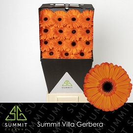 Gerbera gr applause