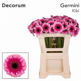 Gerbera mini kiki