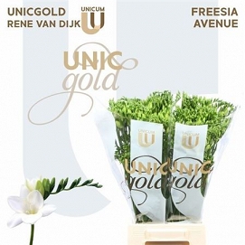 Fresia en avenue