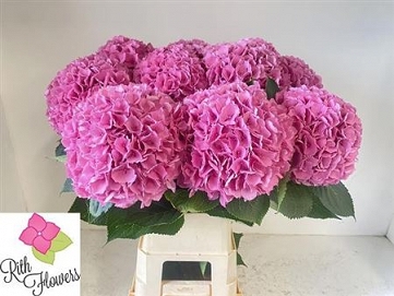 Hydrangea m royal salute 100cm