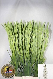 Gladiola sophie 120cm