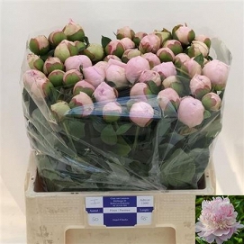 Paeonia angel cheeks 55cm (50)