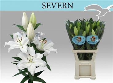 Lilium or severn white 100cm