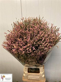 Limonium sin divine Diamond 80cm