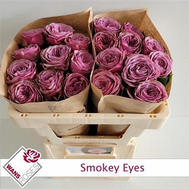 Róża smokey eyes 50/20 wans roses