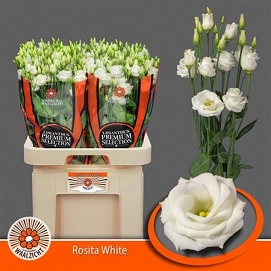 Eustoma rosita white waalzicht