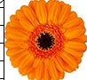 Gerbera mini santiago