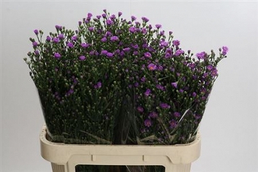 Aster casarosa 80cm