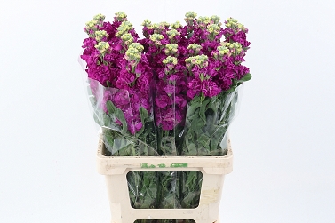 Matthiola phantom hotpink 70cm