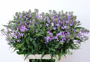 Hesperis ov 80cm