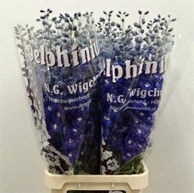 Delphinium du dew blu sta 110cm