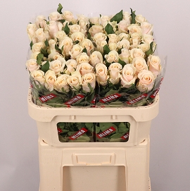 Róża cabana 70/60 timaflor