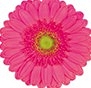 Gerbera mini sary