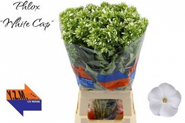 Phlox whitecap 70cm