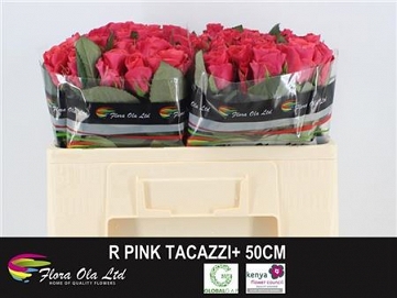 Róża pink tacazzi 50/80 flora ola