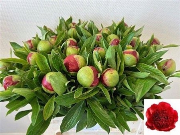 Paeonia red charm 55cm (25)