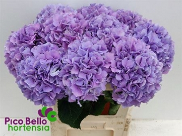 Hydrangea m roy benefi 80cm pico bello