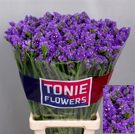 Limonium s crysta dark blue 80cm