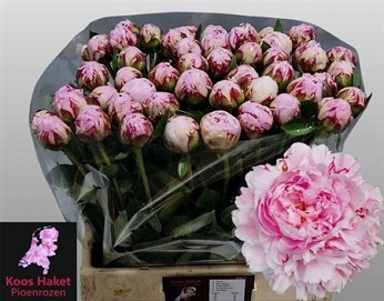 Paeonia sarah 60cm (50) Koos Haket