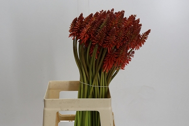 Kniphofia eycone red 70cm