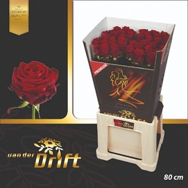 Róża red naomi 80/40 drift premium