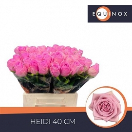 Róża heidi 40/40 equnox