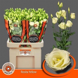 Eustoma rosita yellow waalzicht