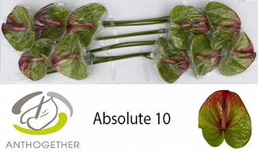 Anthurium absolute 10