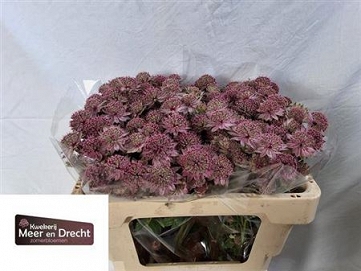 Astrantia rosita 55cm