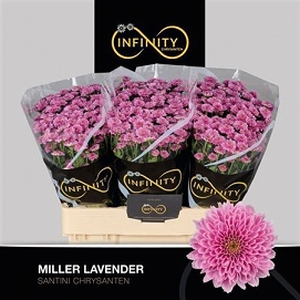 Chryzantema santini miller lavende