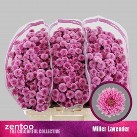 Chryzantema santini miller lavende