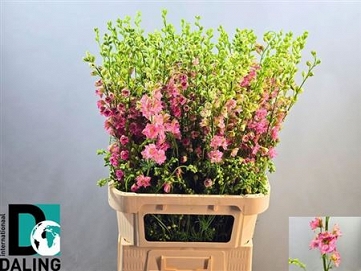 Delphinium ajacis rose 90cm