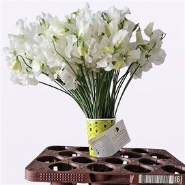 Lathyrus suns white 40cm