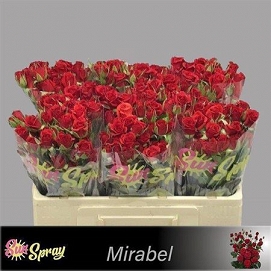 Róża tr mirabel 50/80
