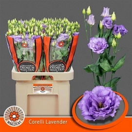 Eustoma coreli lavender waalzicht