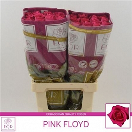 Róża pink floyd 60/50 eq