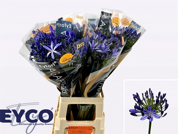 Agapanthus eyfori blue 70cm