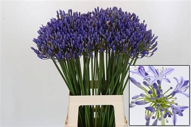Agapanthus eyfori blue 70cm