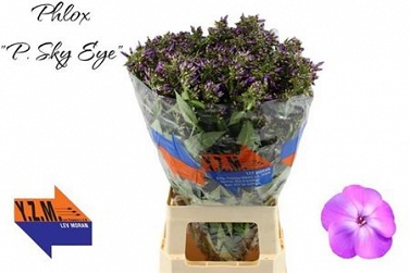 Phlox sky eyes 70cm