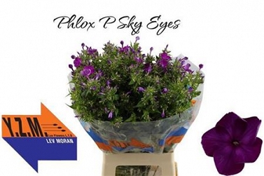Phlox sky eyes 70cm