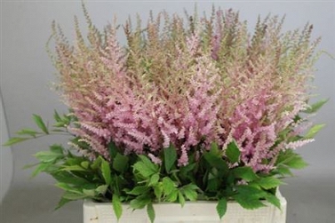 Astilbe erika 70cm